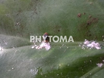 Cryptolaemus montrouzieri 